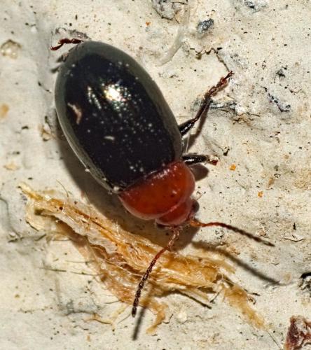 Podagrica fuscipes